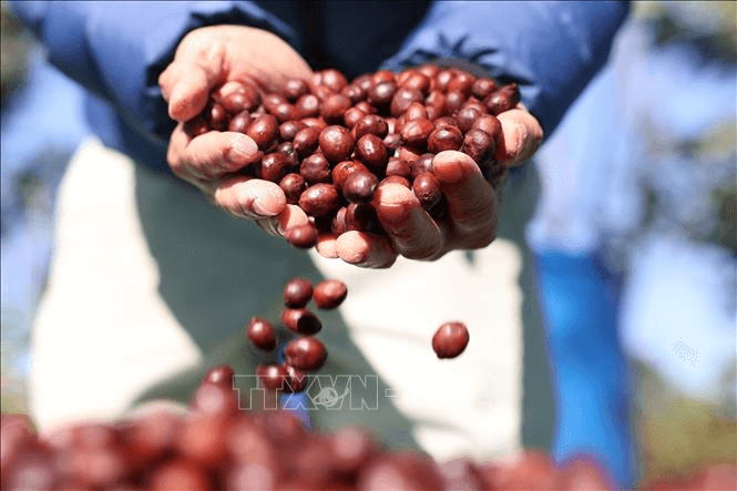 Bản tin nông sản hôm nay (21-2): Giá cà phê tăng nhẹ