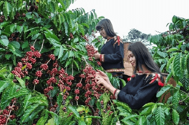 Bản tin nông sản hôm nay (28-2): Giá cà phê bật tăng, giá hồ tiêu neo cao