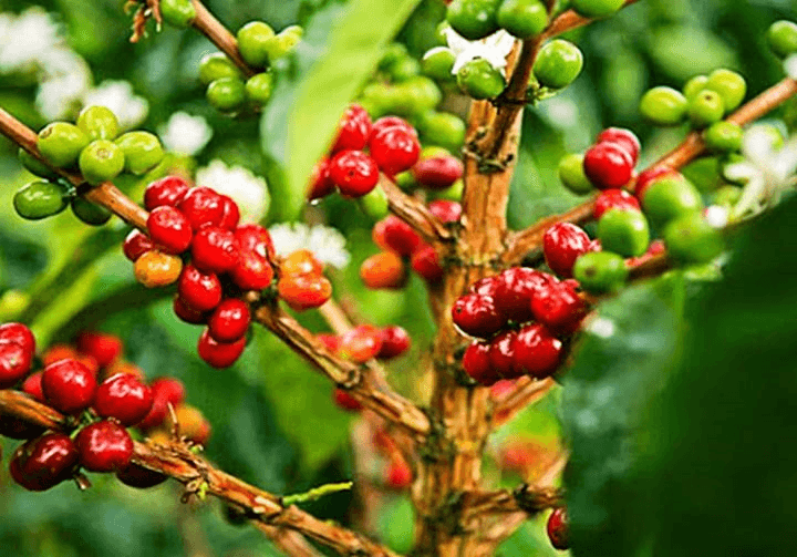 Bản tin nông sản hôm nay (8-3): Giá cà phê tiếp đà giảm, giá hồ tiêu tăng nhẹ