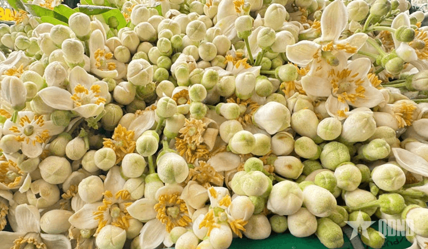 Thương nhớ hương bưởi