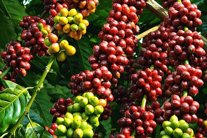 Bản tin nông sản hôm nay (31-3): Giá cà phê giữ mức ổn định