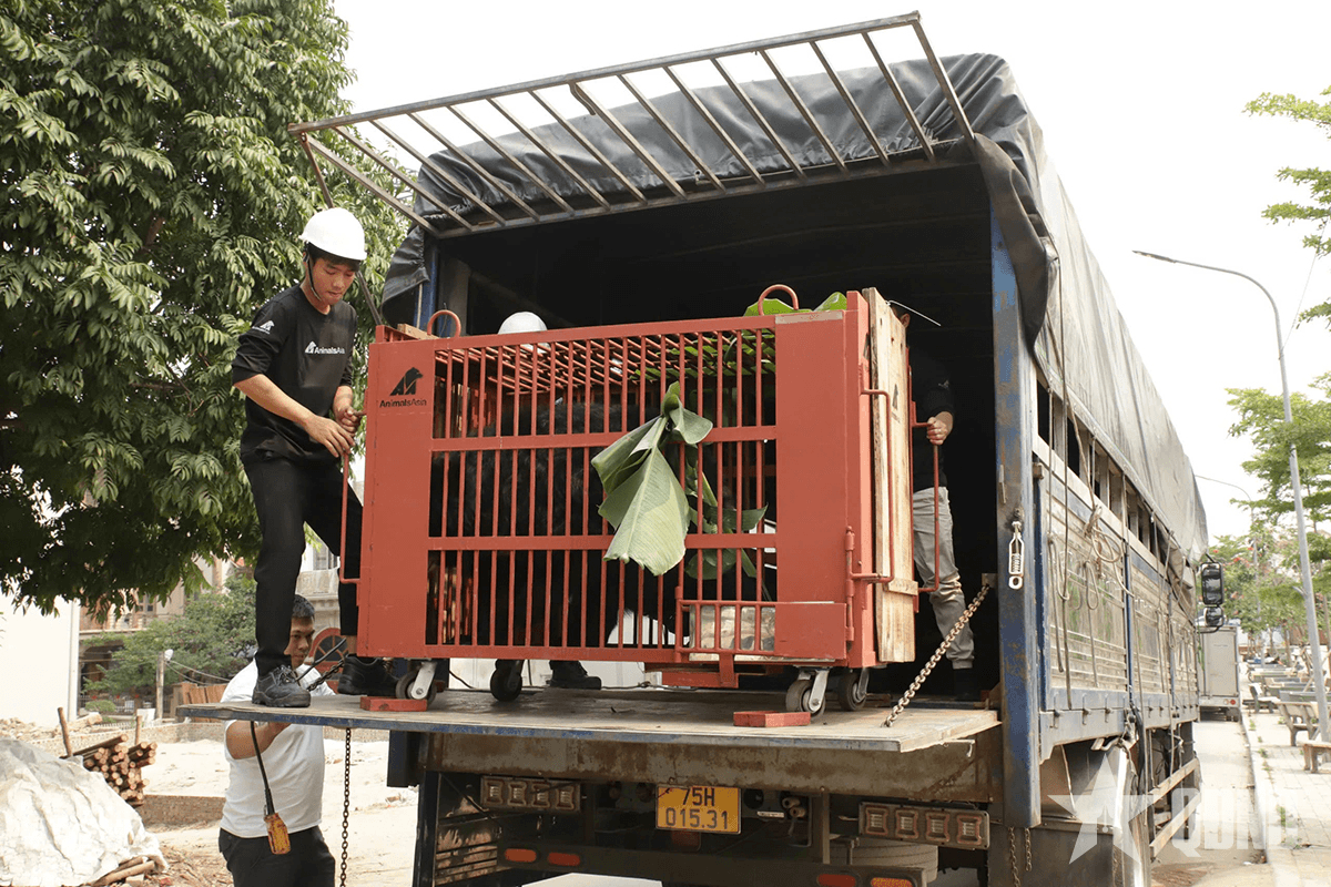 Tổ chức Động vật châu Á cứu hộ 3 cá thể gấu ngựa về Trung tâm Cứu hộ gấu Việt Nam tại Bạch Mã