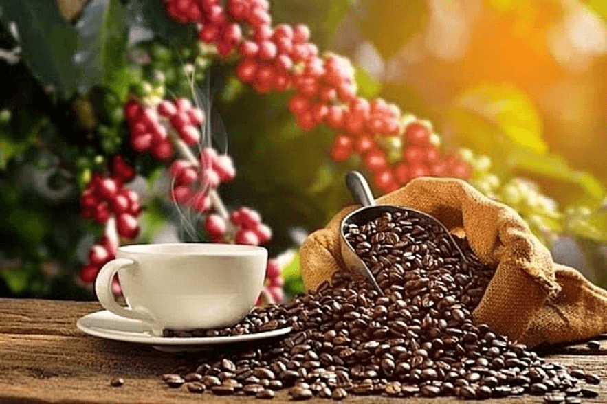 Bản tin nông sản hôm nay (5-4): Giá cà phê giảm mạnh, hồ tiêu lao dốc