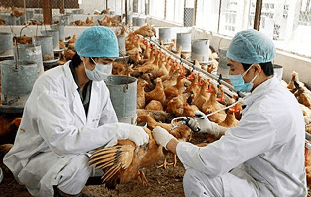Nguy cơ dịch bệnh gia súc, gia cầm gia tăng, Thủ tướng chỉ đạo tăng cường phòng, chống