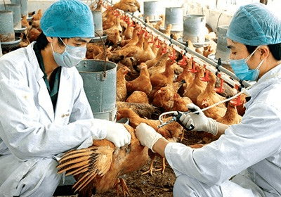 Hà Nội chủ động phòng, chống dịch bệnh cúm gia cầm lây sang người