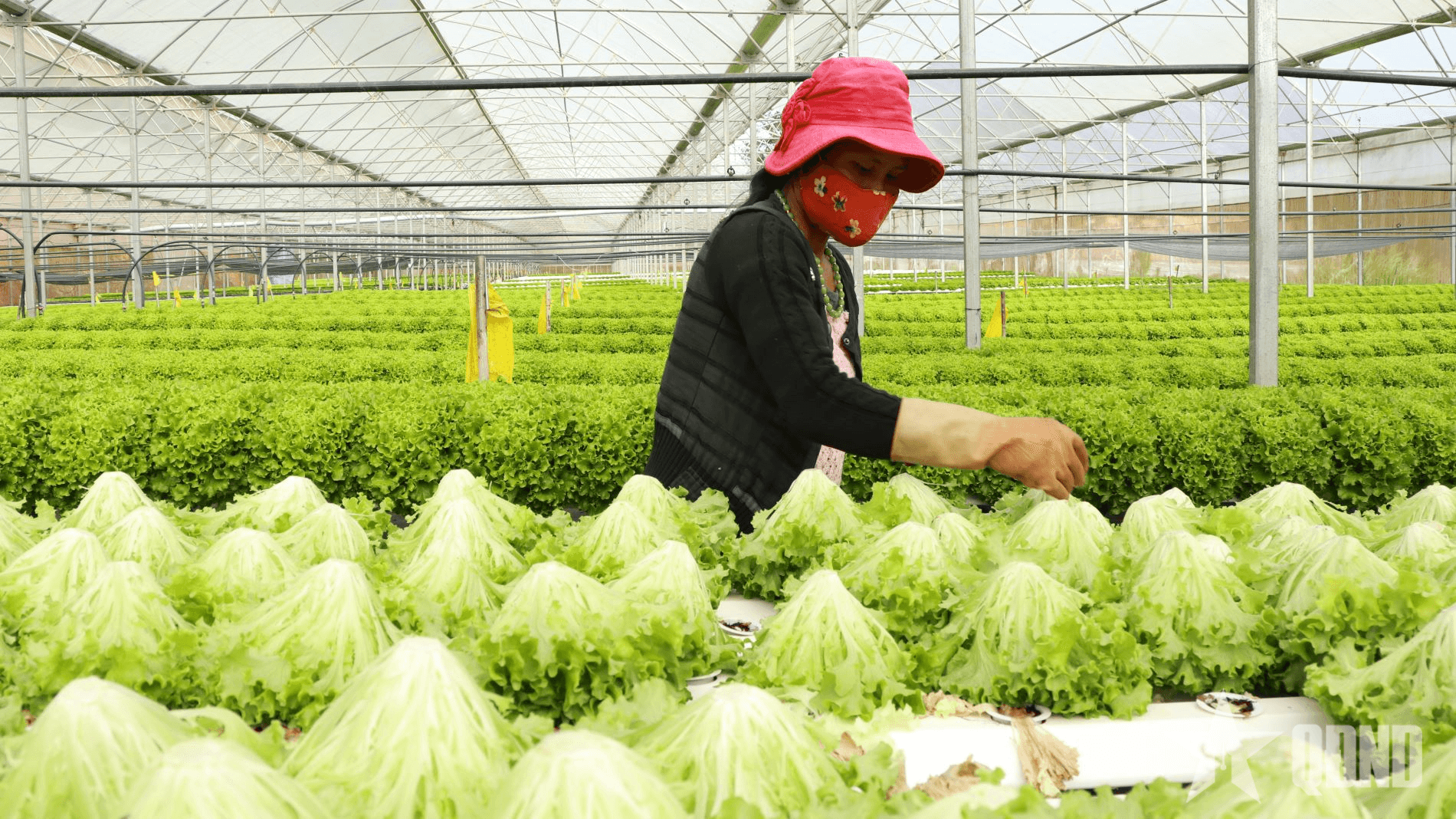 Xuất khẩu rau, quả hướng tới mục tiêu 8 tỷ USD trong năm 2025