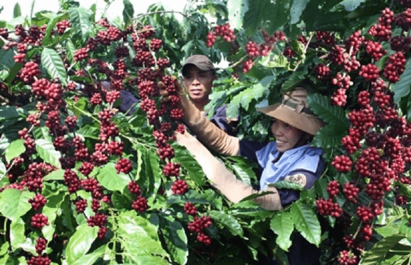 Bản tin nông sản hôm nay (12-4): Giá hồ tiêu và cà phê tiếp đà tăng