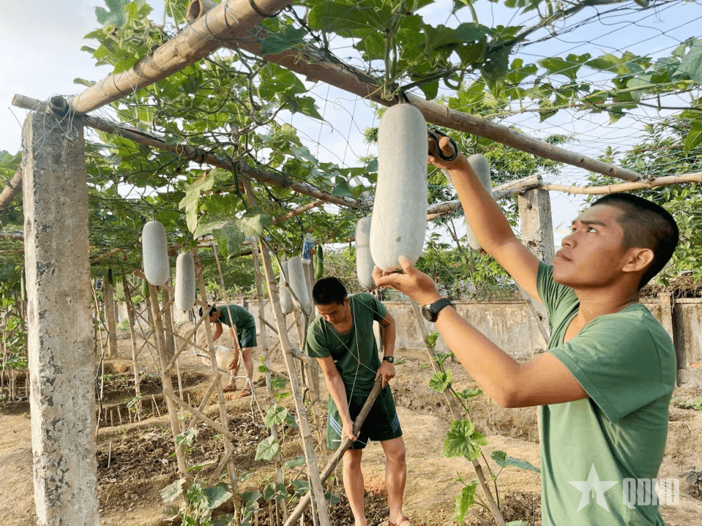 Tiểu đoàn 3, Lữ đoàn 575, Quân khu 5: “Trồng rau trên đá, nuôi gà trên sỏi”