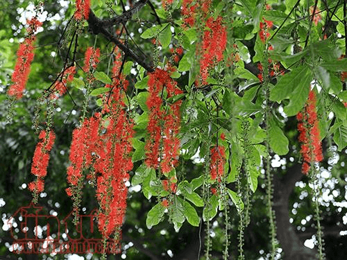 Hân hoan, khắc khoải tháng Ba