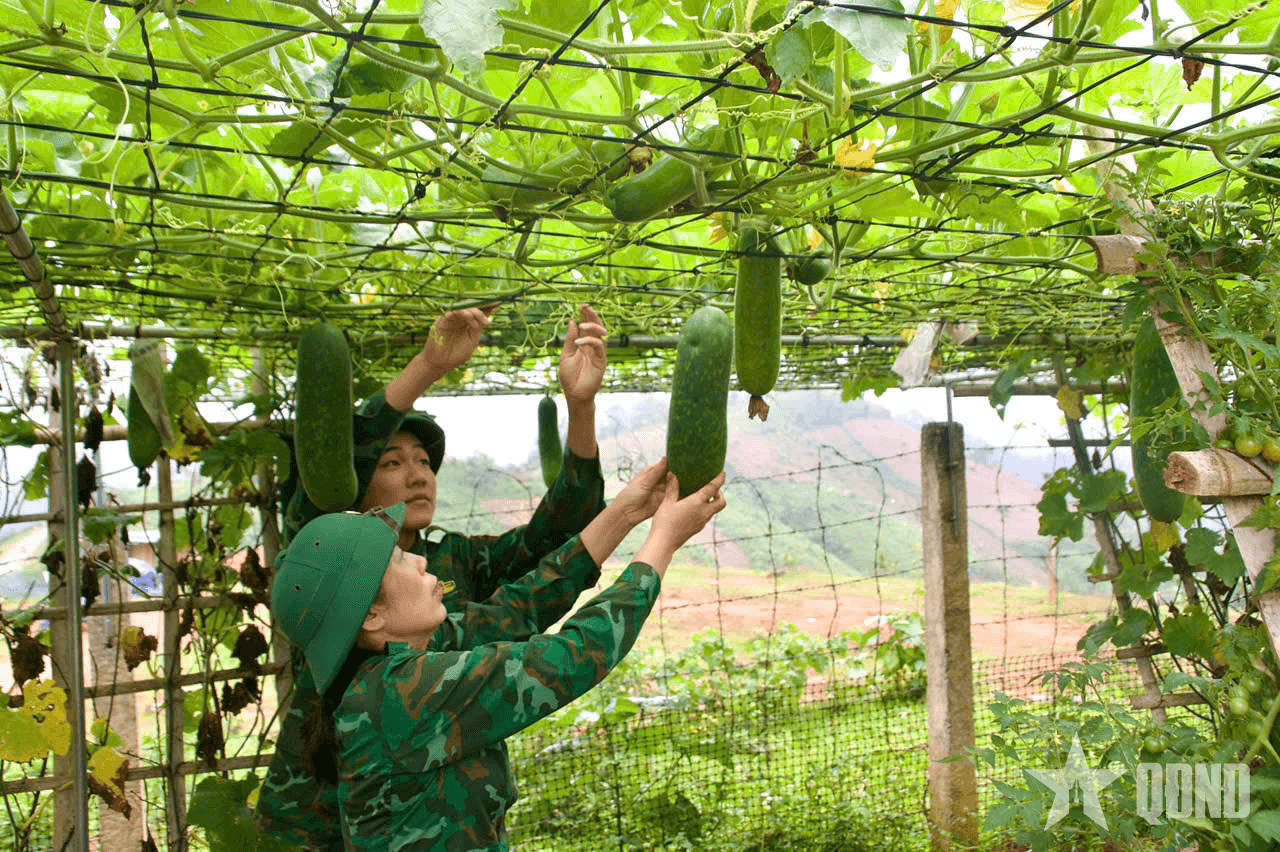 Tự chủ thực phẩm nhờ tăng gia sản xuất hiệu quả