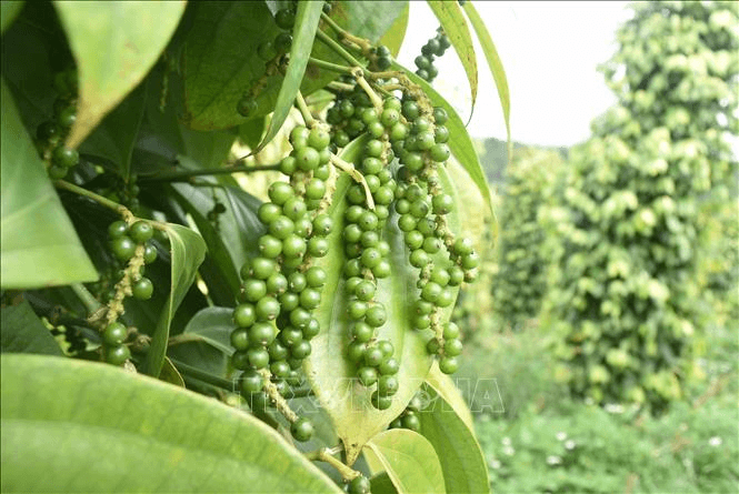 Bản tin nông sản hôm nay (4-5): Giá hồ tiêu bình ổn, giá cà phê bật tăng