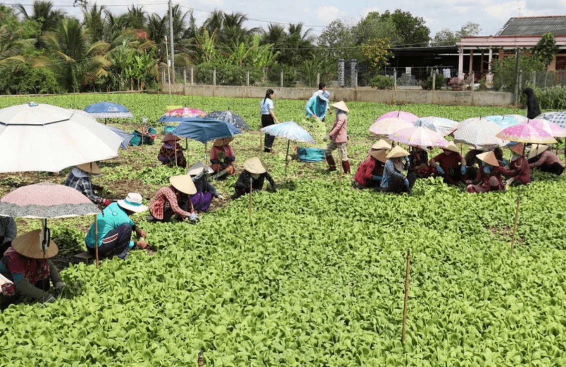 Sẽ tiến hành tổng điều tra nông thôn, nông nghiệp từ ngày 1-7