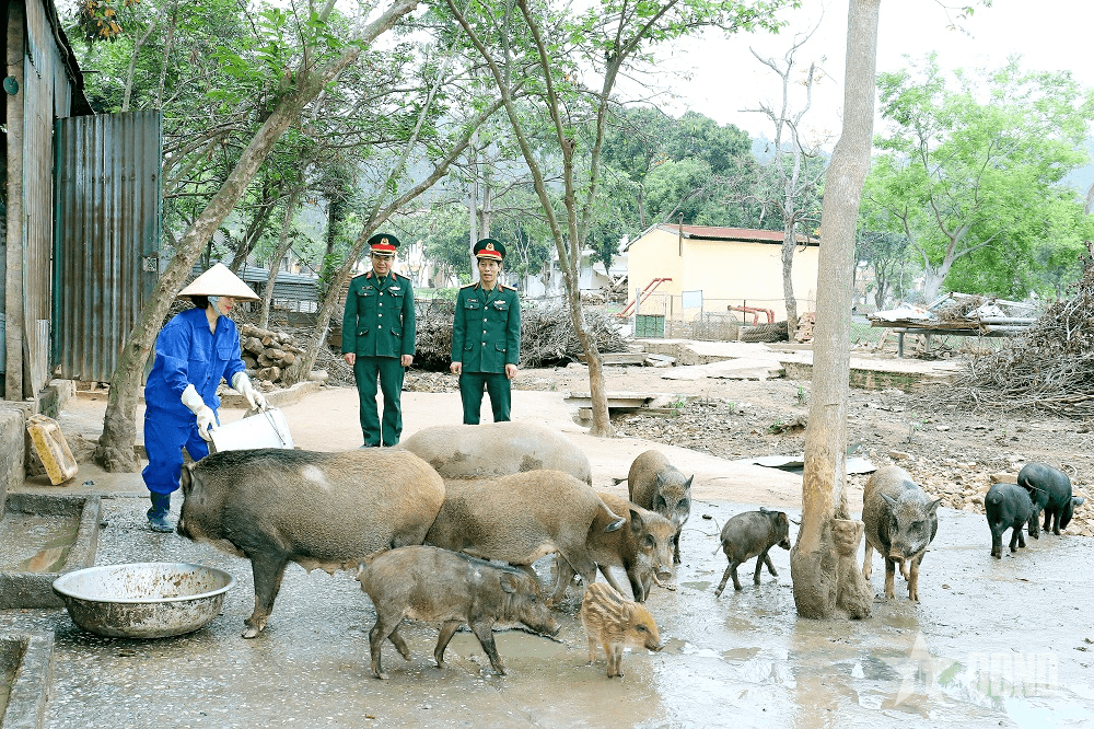 Đẩy mạnh công tác tăng gia, chăn nuôi, nâng cao đời sống bộ đội