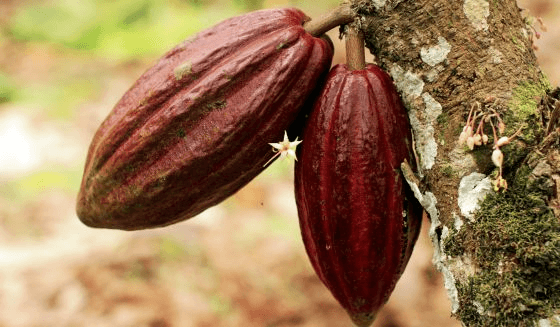 Cuộc đổ bộ của “những chàng trai ca cao”