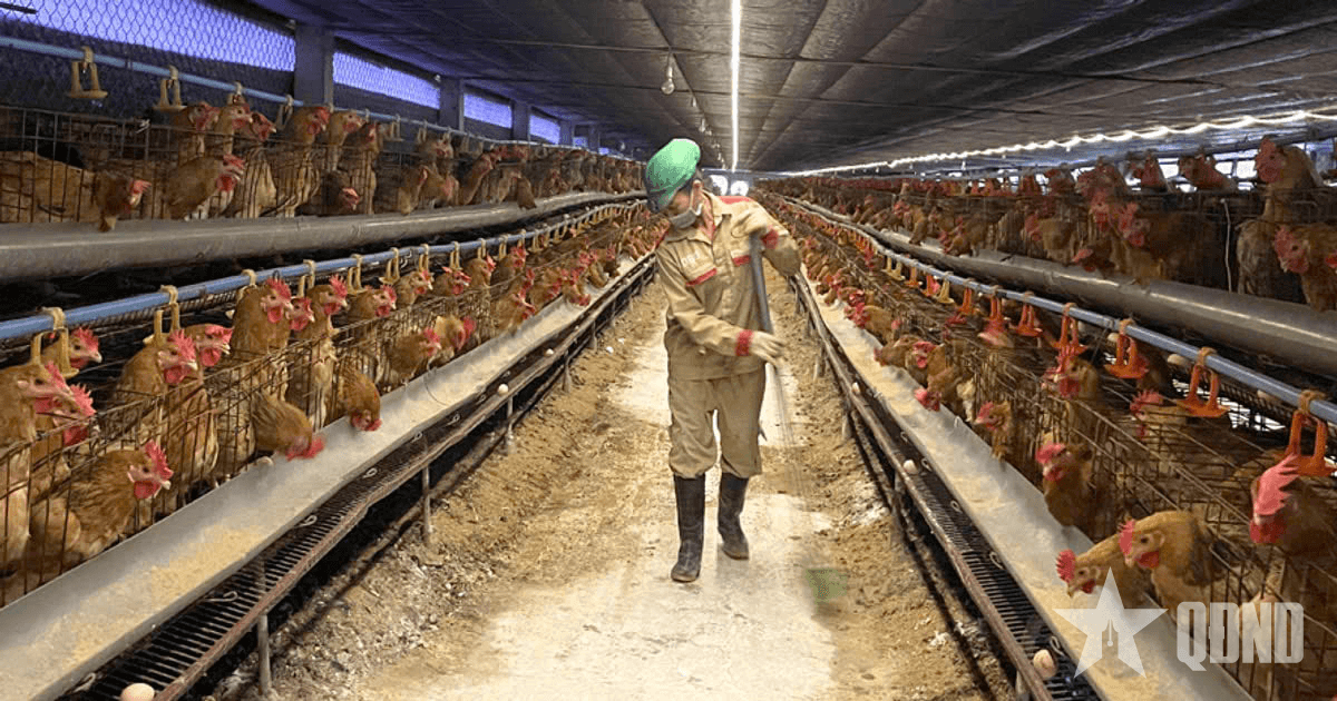 Sử dụng kháng sinh trong chăn nuôi vẫn phổ biến