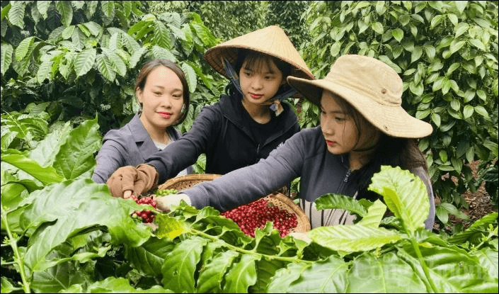 Bản tin nông sản hôm nay (24-5): Giá cà phê và hồ tiêu đồng loạt giảm sâu