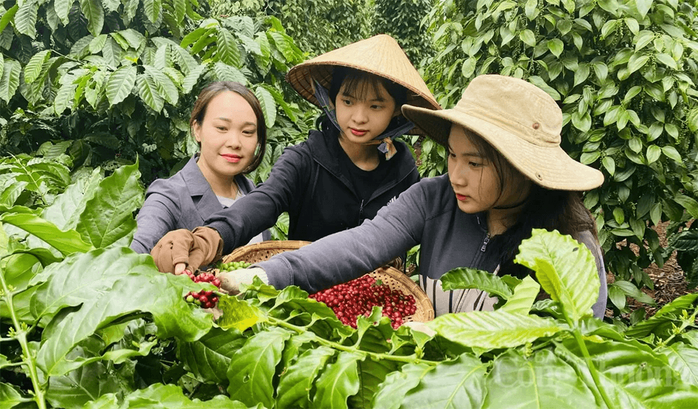 Bản tin nông sản hôm nay (30-5): Giá cà phê, hồ tiêu tiếp tục giảm