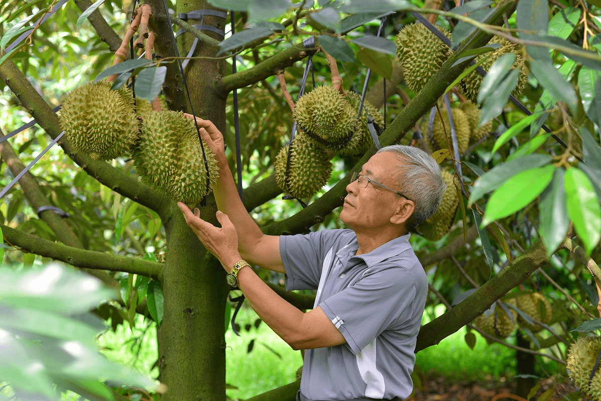 Lâm Đồng siết chặt quản lý chất lượng sầu riêng