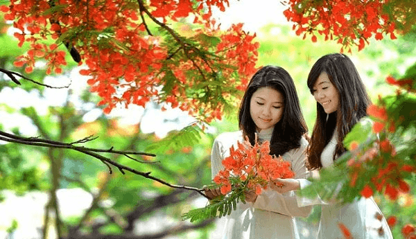 Tiếng ve mùa hạ