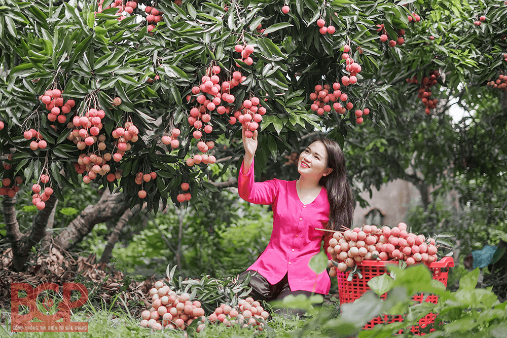 Chương trình du lịch "Vải thiều Lục Ngạn - Tinh hoa trái cây Việt" có gì hấp dẫn?