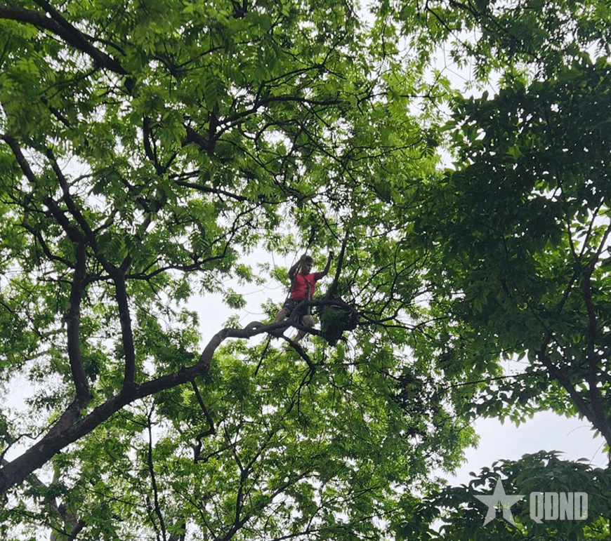 Trèo cây hái quả sấu-hành vi không đẹp trên phố Phan Đình Phùng (Hà Nội)