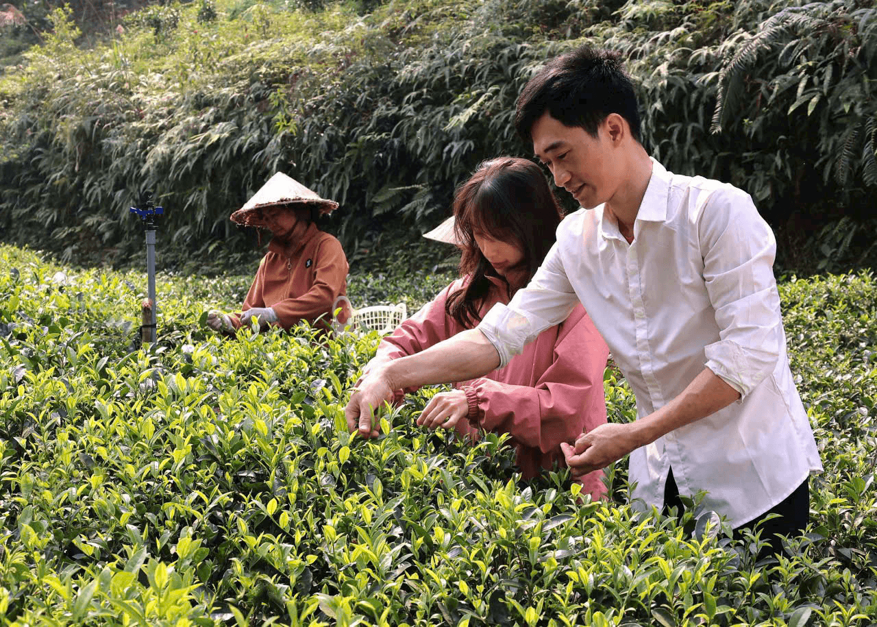 Không chỉ làm hồi sinh nương chè quê hương