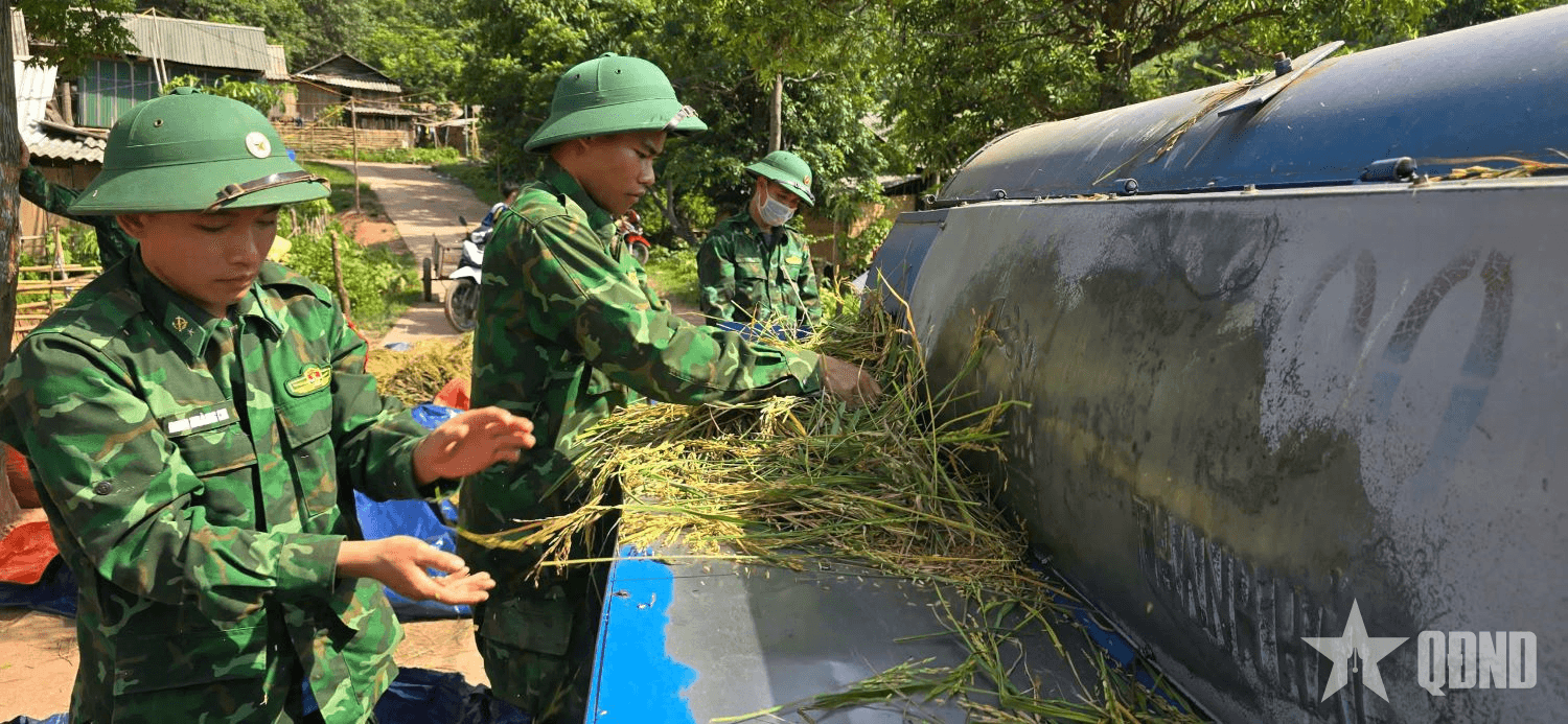Bộ đội Biên phòng tỉnh Quảng Bình giúp dân thu hoạch vụ lúa Đông Xuân