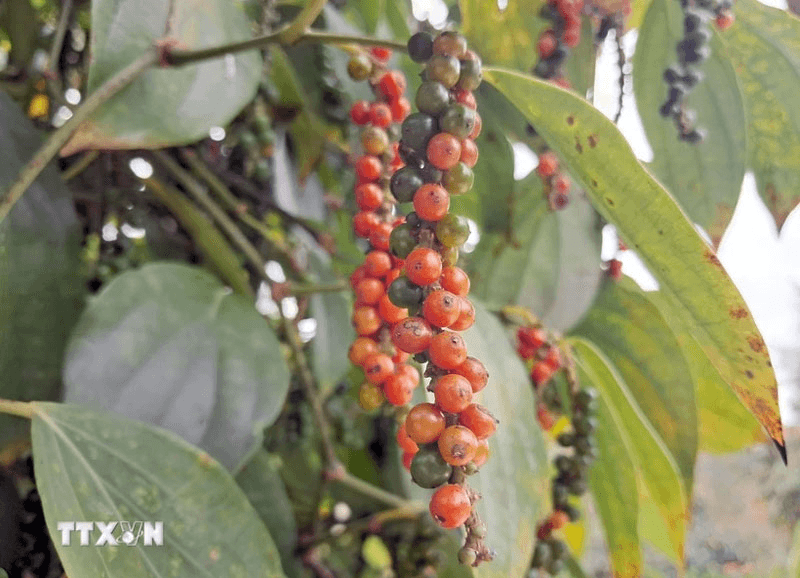 Bản tin nông sản hôm nay (10-6): Giá cà phê giảm nhẹ, giá hồ tiêu ở mức cao