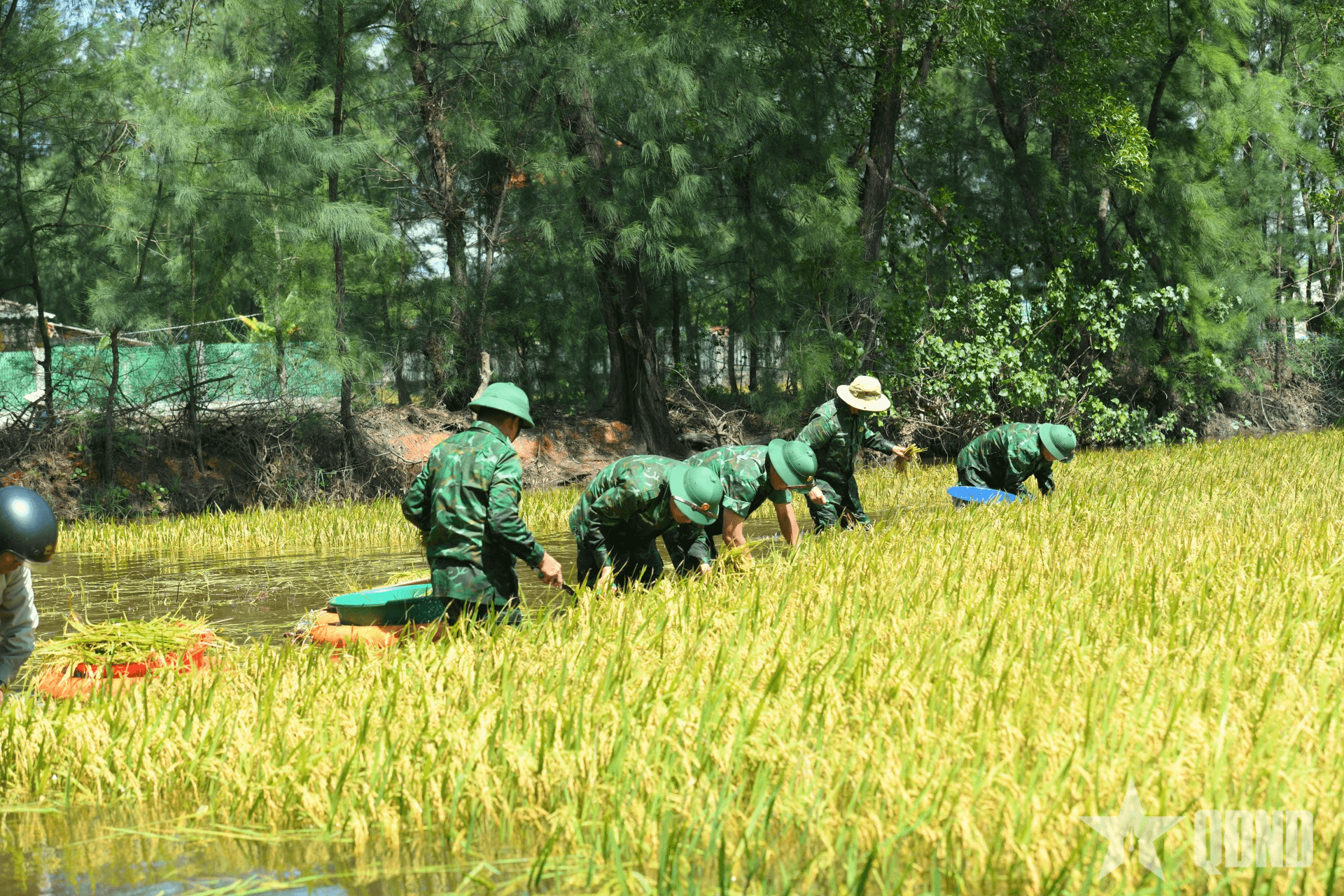 Đồn Biên phòng Cửa Việt giúp nhân dân thu hoạch lúa, hoa màu
