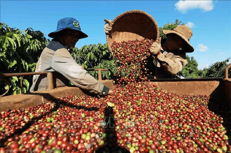 Bản tin nông sản hôm nay (21-6): Giá cà phê giảm sát 100.000 đồng/kg