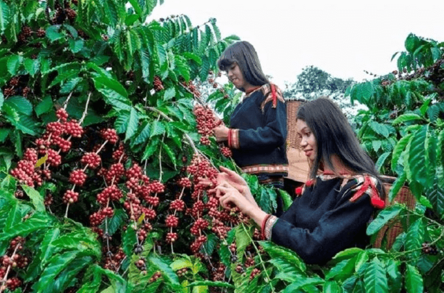 Bản tin nông sản hôm nay (22-6): Giá cà phê giảm sâu