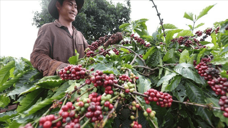 Bản tin nông sản hôm nay (26-6): Giá cà phê giảm mạnh

​