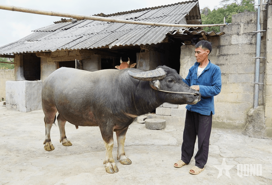 Sơn Vĩ chuyển mình từ gian khó