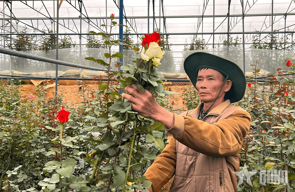 Tỷ phú hoa hồng dưới chân núi Langbiang
