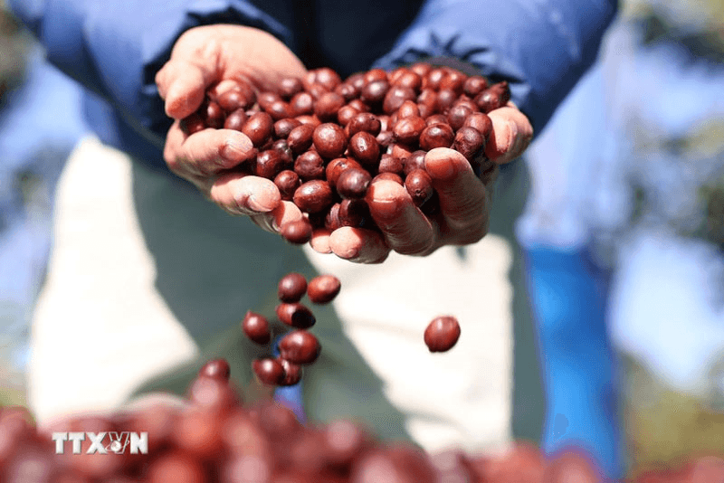 Bản tin nông sản hôm nay (20-7): Giá hồ tiêu giảm, cà phê tăng