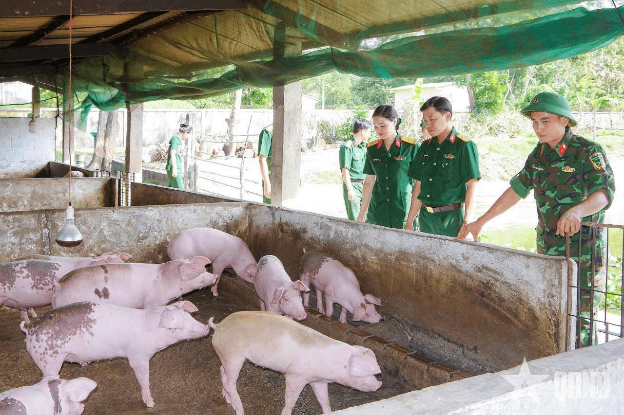 Triển khai các biện pháp cấp bách phòng, chống bệnh dịch tả lợn châu Phi trong các đơn vị Quân đội