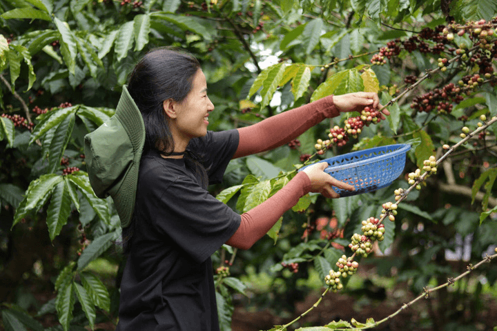 Bản tin nông sản hôm nay (24-7): Giá cà phê tăng mạnh