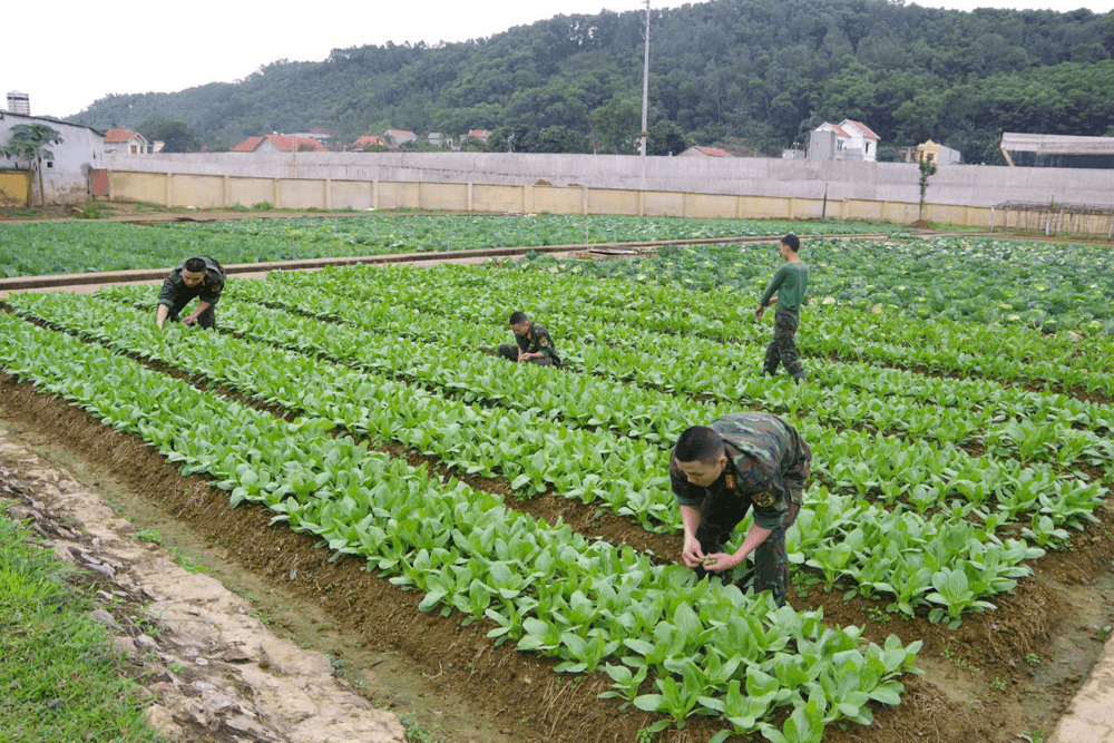 Tích cực tăng gia, nâng chất lượng bữa ăn của bộ đội