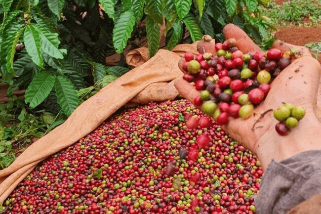 Bản tin nông sản hôm nay (17-8): Giá cà phê và hồ tiêu neo cao
