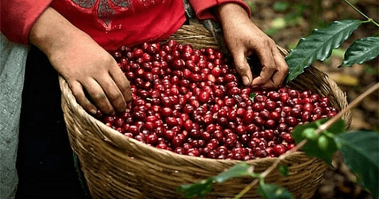 Bản tin nông sản hôm nay (26-8): Giá cà phê giảm mạnh