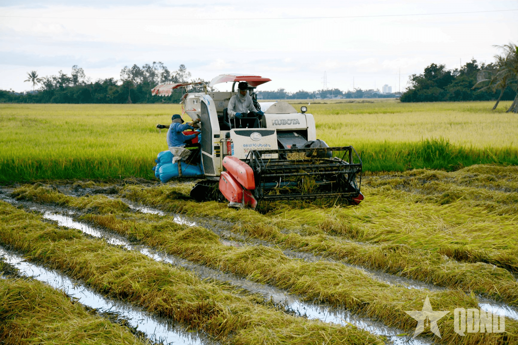 Mỗi vụ mùa thắng lợi, là Tổ quốc lớn lên