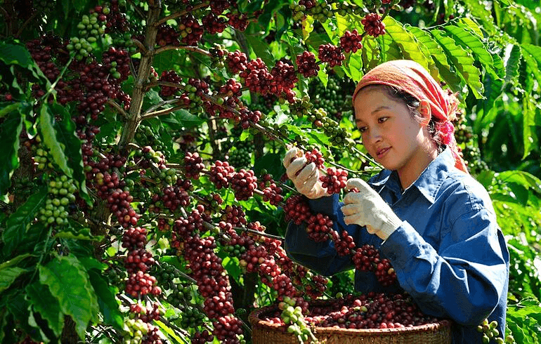 Bản tin nông sản hôm nay (11-9): Giá cà phê giảm nhẹ