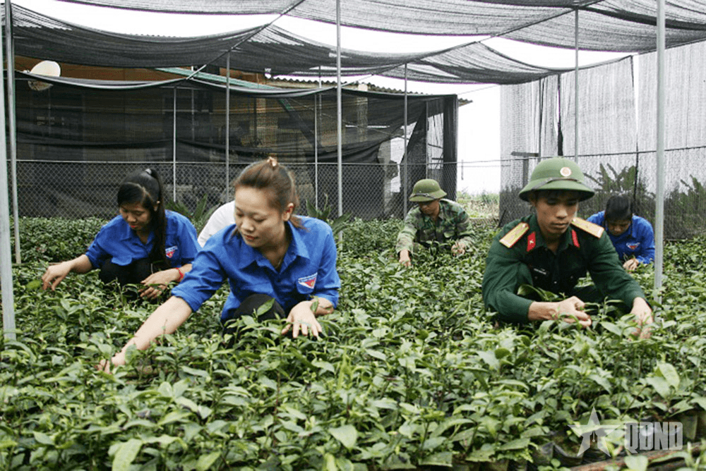 Đoàn Kinh tế - Quốc phòng 4 (Quân khu 4): “Bốn bám, năm cùng” đồng hành cùng nhân dân thoát nghèo
