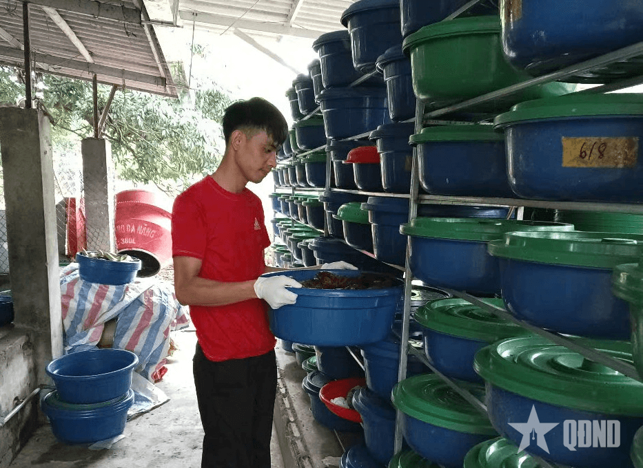 Nghề nuôi đuông dừa cho hiệu quả kinh tế cao