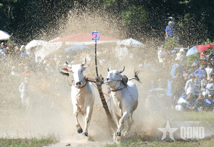 An Giang: Độc đáo Hội đua bò Bảy Núi