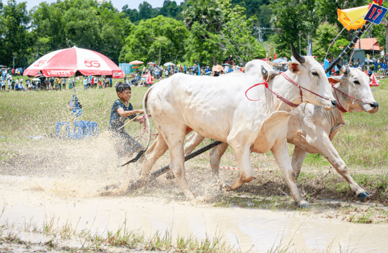Hấp dẫn Hội đua bò Bảy Núi