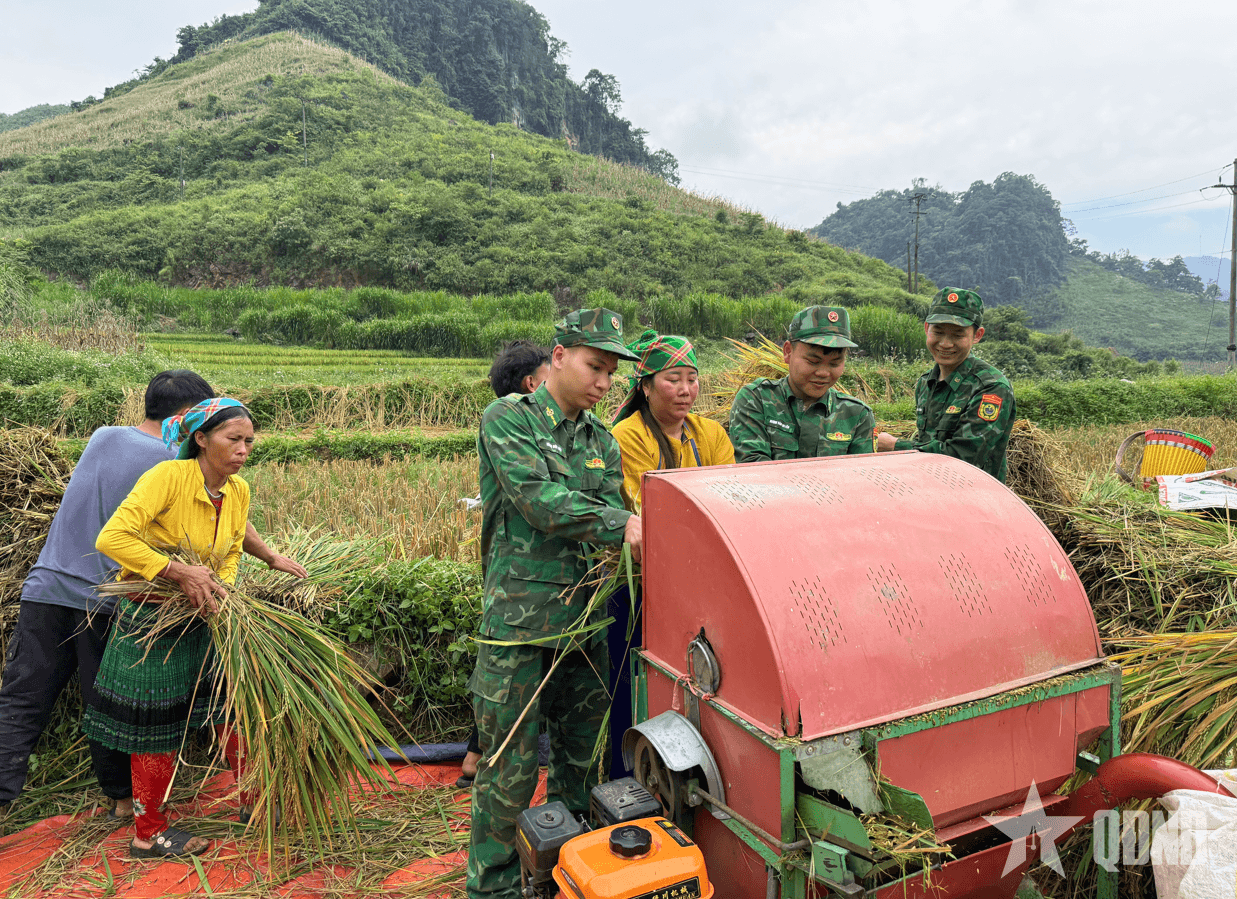 Giúp nhân dân vùng biên Tuyên Quang thu hoạch lúa