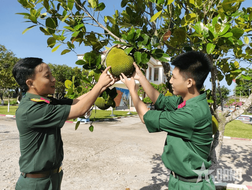Những mùa quả ngọt từ phong trào xanh hóa doanh trại