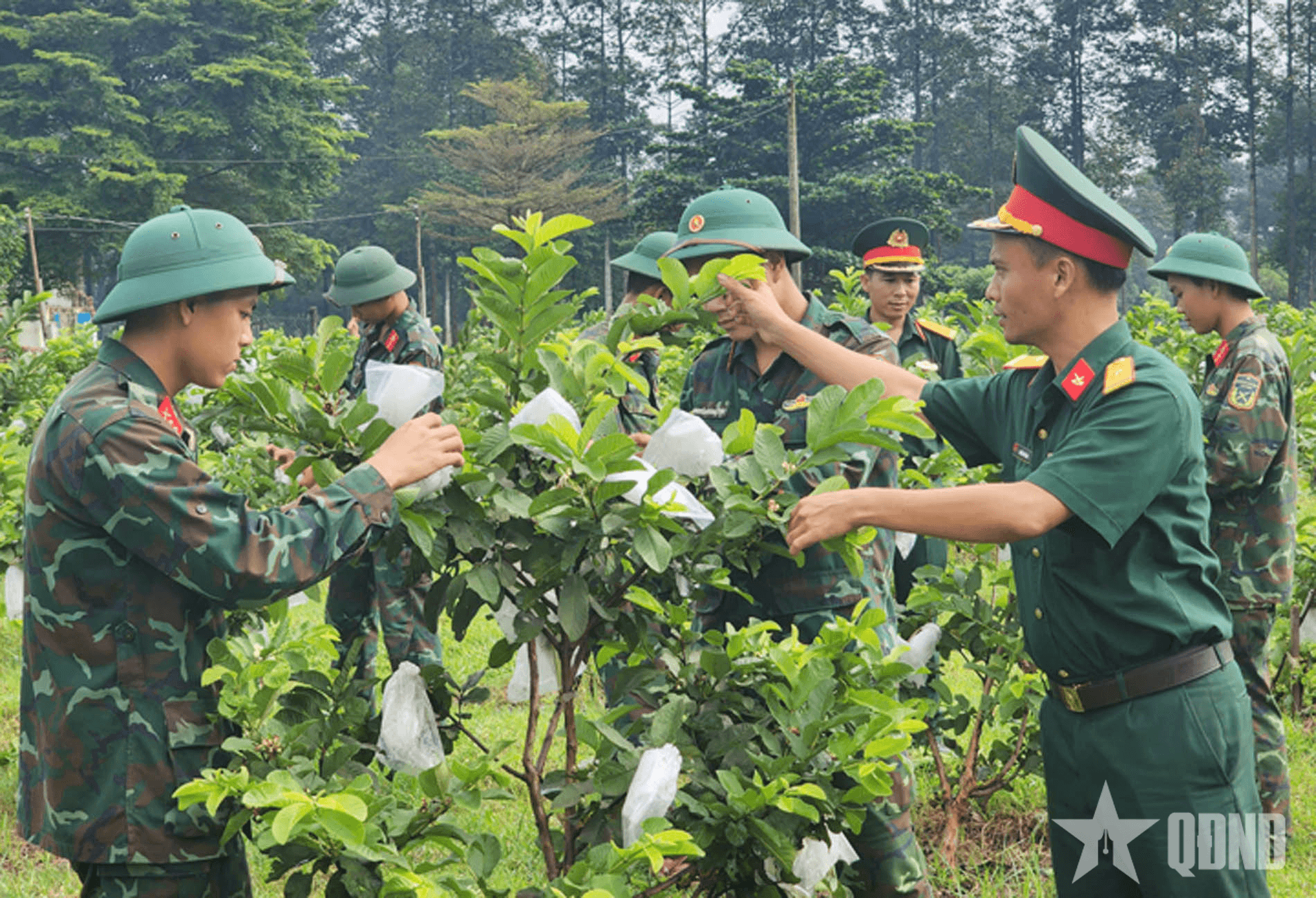 Sư đoàn 9 (Quân đoàn 34): Lan tỏa phong trào xanh hóa, tạo dấu ấn bền vững xây dựng chính quy