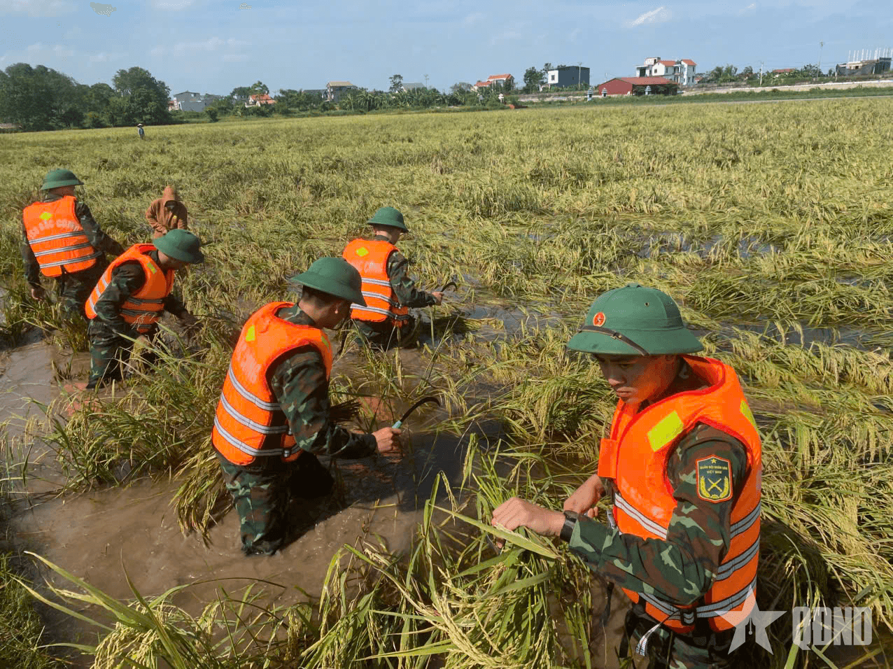 Cán bộ, học viên Trường Sĩ quan Đặc công giúp dân gặt lúa